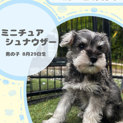 ミニチュアシュナウザーの男の子