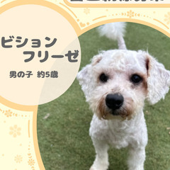 ビションフリーゼの男の子