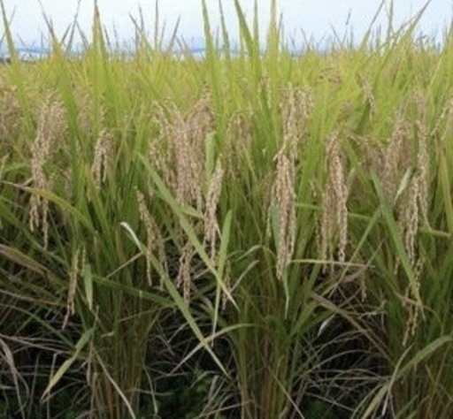 令和7年　新米　萌えみのり　30kg 玄米　一等米