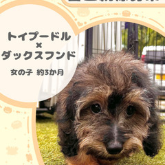 ダップーの女の子