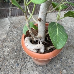 セール価格❗️観葉植物　ベンガレンシス　高さ１３０センチの画像