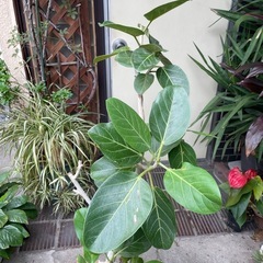 セール価格❗️観葉植物　ベンガレンシス　高さ１３０センチの画像