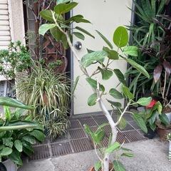 セール価格❗️観葉植物　ベンガレンシス　高さ１３０センチの画像