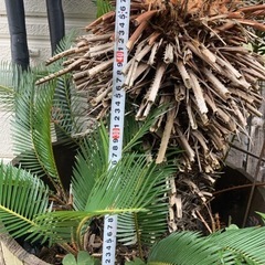 ソテツ   観葉植物   ガーデニング    庭の画像