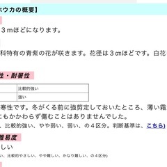 紫宝華の切り枝の画像