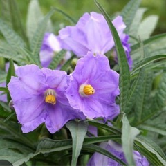 紫宝華の切り枝の画像