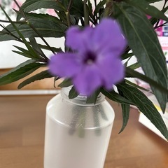 紫宝華の切り枝の画像