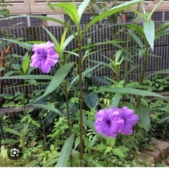 紫宝華の切り枝の画像