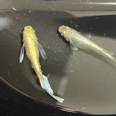 有名どころの改良メダカ1ペア1000円から3000円の画像