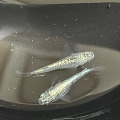 有名どころの改良メダカ1ペア1000円から3000円の画像