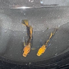 有名どころの改良メダカ1ペア1000円から3000円の画像