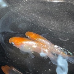 有名どころの改良メダカ1ペア1000円から3000円の画像