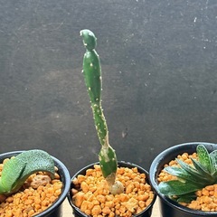 全て行き先決定✨多肉植物✨観葉植物✨たのしい1日  の画像