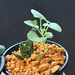 全て行き先決定✨多肉植物✨観葉植物✨たのしい1日  の画像