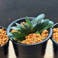 全て行き先決定✨多肉植物✨観葉植物✨たのしい1日  の画像