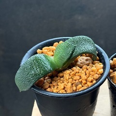 全て行き先決定✨多肉植物✨観葉植物✨たのしい1日  の画像