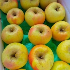 りんご　大根の画像