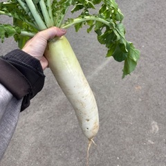 りんご　大根の画像