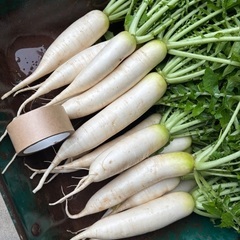 りんご　大根の画像