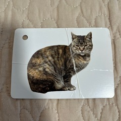 100円ショップの知育カード色々の画像