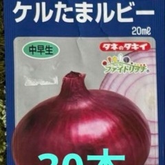 玉ねぎ苗の画像