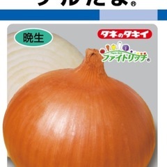 玉ねぎ苗の画像