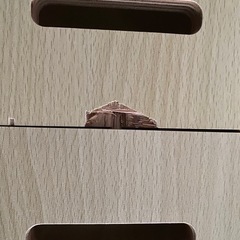 【11月10日まで】　キャットタワー　の画像