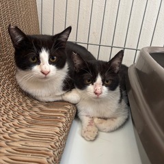 おしゃべり兄弟 イケメン猫 子猫 オレオとリッツ