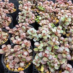 多肉植物 ドラゴンズブラッドの画像