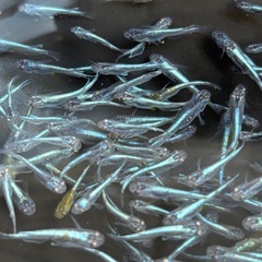 ラムネブルーメダカ　10匹　20匹　30匹の画像