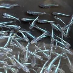 ラムネブルーメダカ　10匹　20匹　30匹の画像