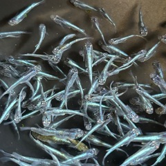 ラムネブルーメダカ　10匹　20匹　30匹の画像