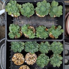 多肉植物 七福神の画像