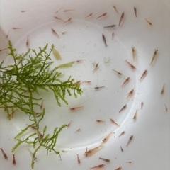 🉐レッドチェリーシュリンプ規格外🉐　綺麗な規格外30匹の画像