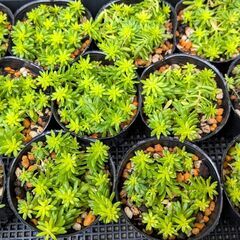 多肉植物 ゴールデンカーペットの画像