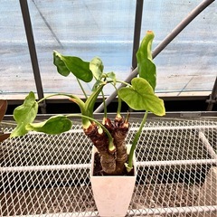 取り引き中観葉植物4鉢セット　ゴムの木、クワズイモ、トックリヤシモドキの画像