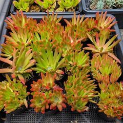 多肉植物 爪蓮華（ツメレンゲ）の画像