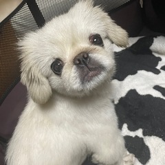 ペキニーズ　女の子　ぽこりん