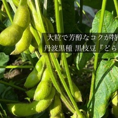 黒枝豆1キロの画像