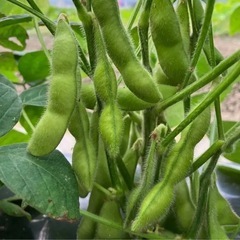 黒枝豆1キロの画像