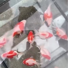 10匹限定入荷！！いやしの郷産紅白玉サバ当歳の画像