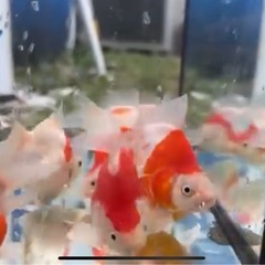 10匹限定入荷！！いやしの郷産紅白玉サバ当歳の画像