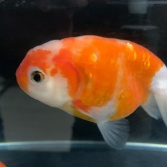 金魚２匹の画像