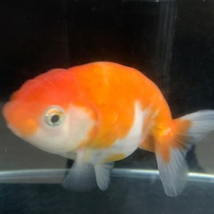 金魚２匹の画像