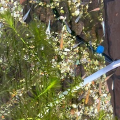 ミックスメダカの画像