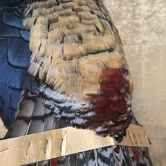 銀鶏鳥　剥製の画像