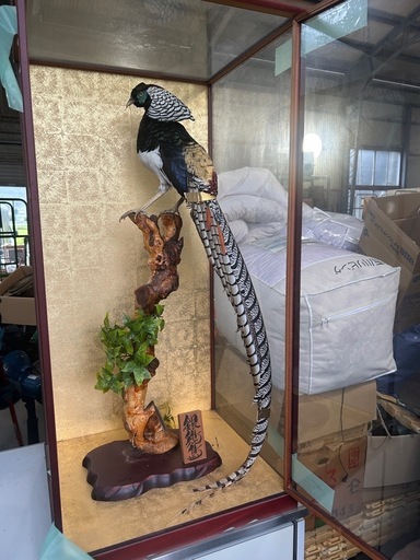 決まりました。たくさんのお問い合わせありがとうございました。銀鶏鳥　剥製