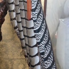 銀鶏鳥　剥製の画像