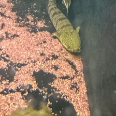 ポリプテルス ウィークシーの画像