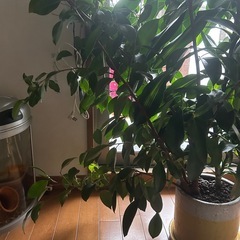 ガジュマルの画像